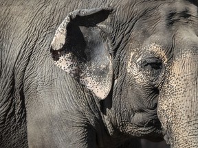 Lucy the elephant at the Edmonton Valley Zoo, in Edmonton on Tuesday March 21, 2023.