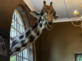 Giraffe Manor