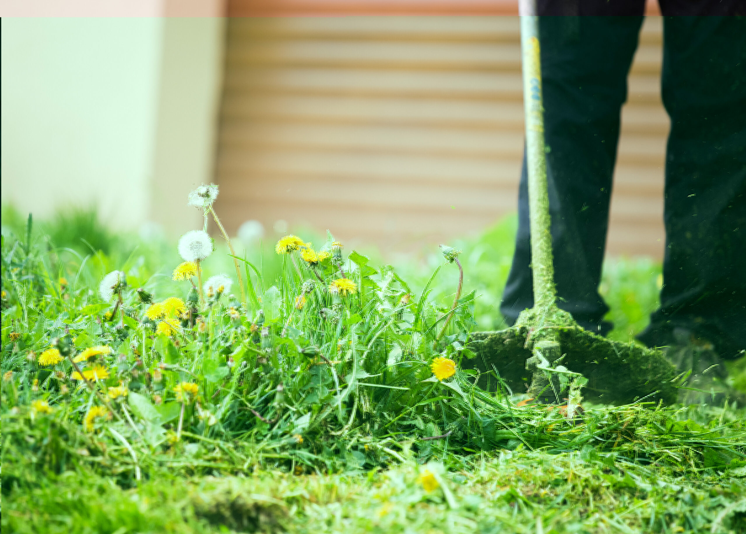 overgrown lawn