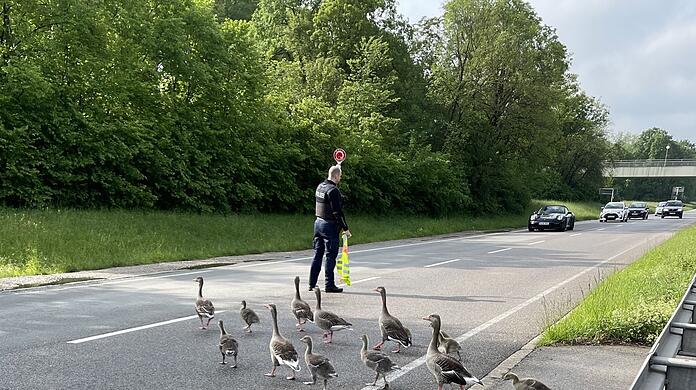 Ein Bundespolizist stoppt Autofahrer auf der Landshuter Allee in München, um eine Gänsefamilie passieren zu lassen.