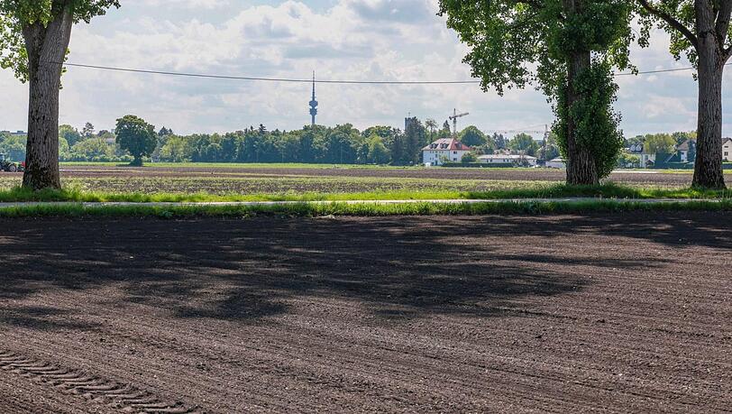 Auf diesem Feld hat Andreas Grünwald Quinoa ausgesät. In der Ferne ragt der Olympiaturm in den Himmel.