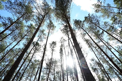 Dürre und Hitze setzen sehr den Brandenburger Wäldern zu, wie hier bei Kremmen, Landkreis Oberhavel, Brandenburg, Deutschland.