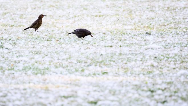 Brände: Inmitten von Pappelflaum suchen zwei Vögel auf einer Wiese in der Region Hannover nach Futter.