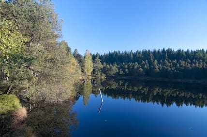 Blick auf den Blindensee umgeben von Wäldern im Hochschwarzwald.