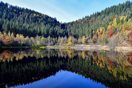 Bäume spiegeln sich im Sankenbachsee im Landkreis Freudenstadt im Schwarzwald.