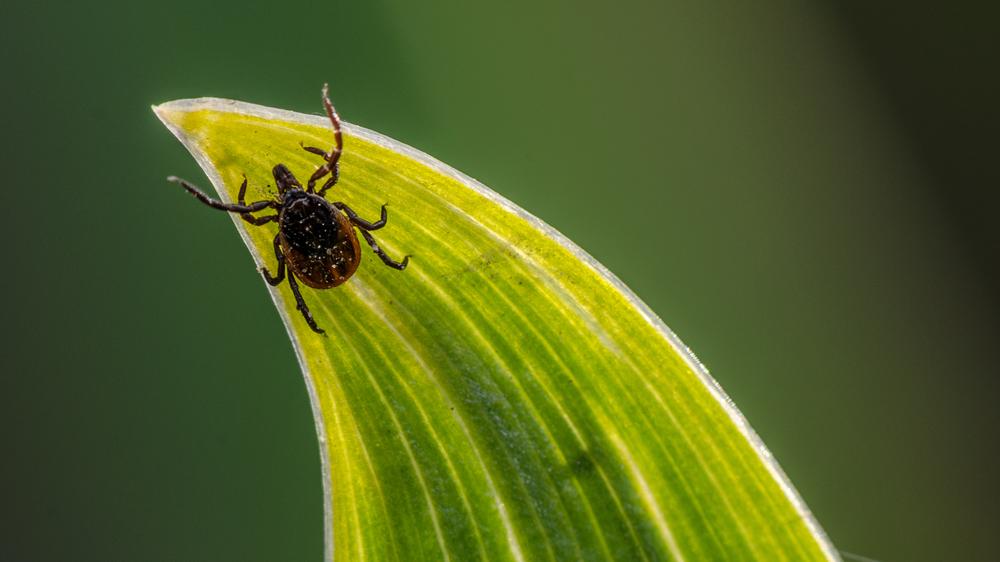 Parasiten: Die Zecken-Saison hat längst begonnen, und Zecken wie der Gemeine Holzbock (Ixodes ricinus) warten auf Menschen und Tiere, auf die sie krabbeln können.