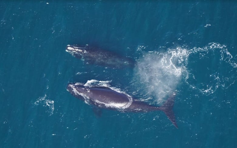 An aerial view of two whales in the ocean.