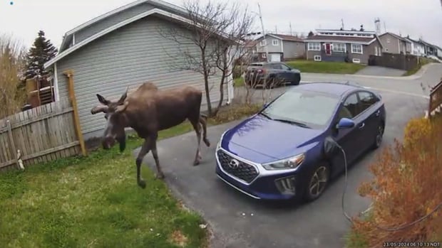 A moose walks next to a car.