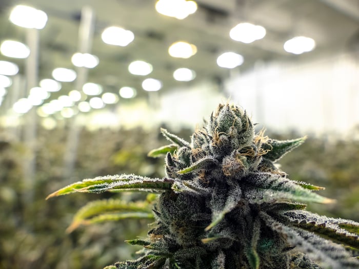 An up-close view of a flowering cannabis plant in a large indoor cultivation farm.