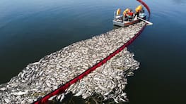 14.08.2022, Polen, Widuchowa: Arbeiter beteiligen sich an einer Aktion zur Reinigung der Oder von toten Fischen mit Hilfe eines flexiblen Damms. An der Aktion sind u. a. Soldaten der 14. westpommerschen Territorialen Verteidigungsbrigade beteiligt. Das Fischsterben in der Oder ist nach Angaben der polnischen Umweltschutzbehörde wahrscheinlich von einer Wasserverschmutzung durch die Industrie ausgelöst worden. Foto: Marcin Bielecki/PAP/dpa +++ dpa-Bildfunk +++