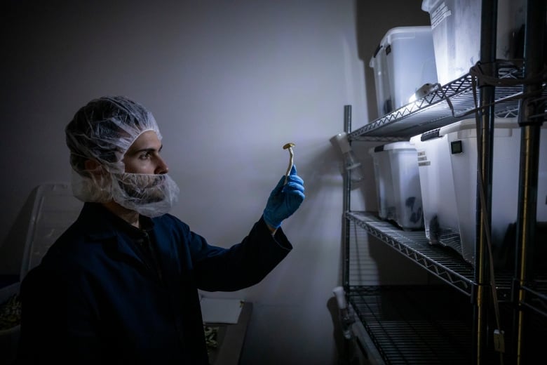 A research scientist wearing hairnet and lab coat holds and looks at a magic mushroom in front of a wire rack shelf holding plastic white boxes with a small light.