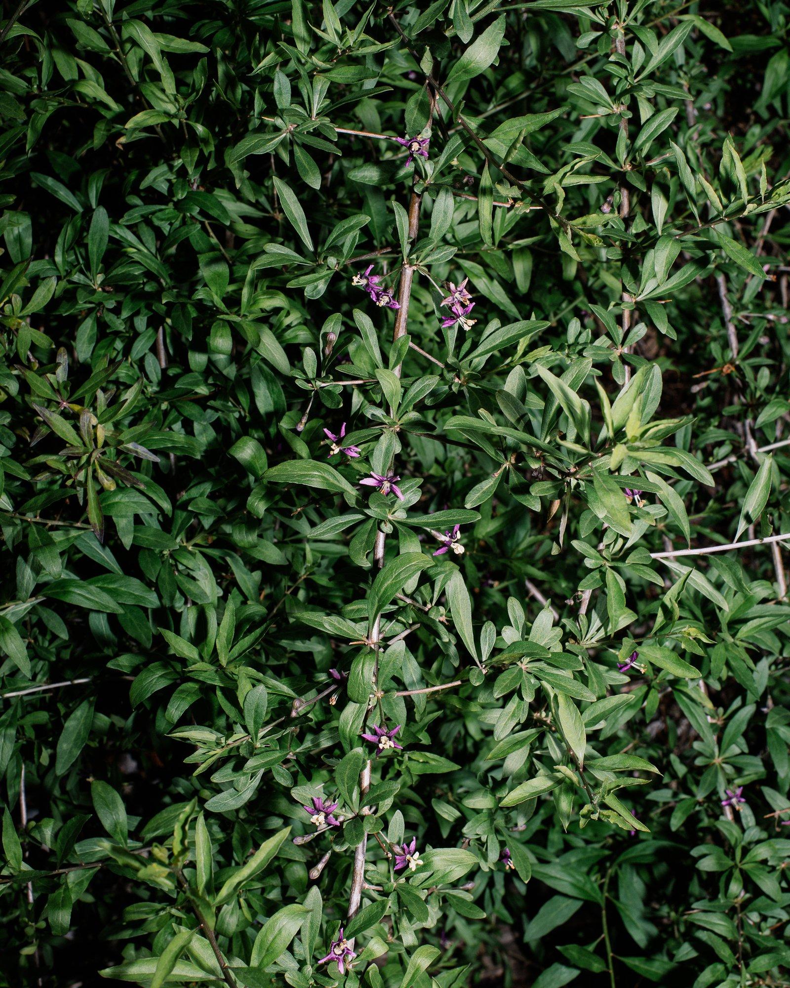 The goji berry plant, shown here in bloom, produces tart, red berries usually found in dried form