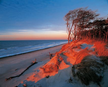 Die Windflüchter-Bäume am Weststrand von Fischland-Darß-Zingst sind eines der Markenzeichen der Halbinsel.