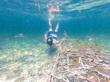 Im Meer vor Punta Cana hat die Bávaro Reefs Foundation mit der Tui Care Foundation Vorrichtungen installiert, an denen neu gepflanzte Korallen wachsen können.