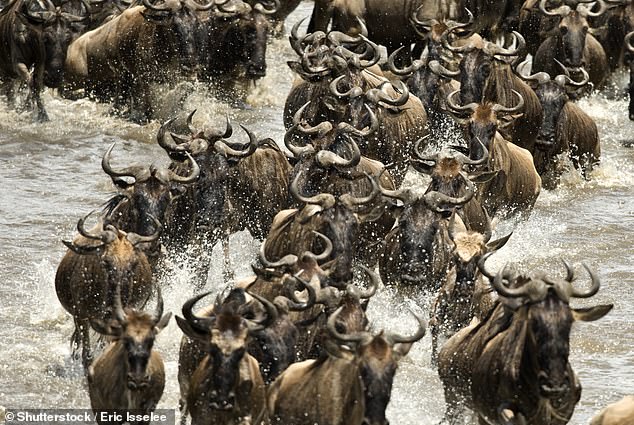 Stampede: Savers funnelled a record £11.7billion into cash Isas in April, the highest amount ever since Isas were launched in 1999