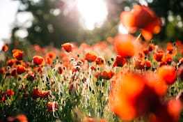  Im Gegenlicht: Ein Klatschmohnfeld in voller Bluetenpracht am Morgen bei Trebur Hessen. Auch am Pfingstwochenende ist warmes und sonniges Wetter vorhergesagt. Trebur Landschaft bei Trebur Hessen Deutschland *** A field of corn poppies in full bloom in the morning near Trebur Hessen Warm and sunny weather is also forecast for the Whitsun weekend Trebur landscape near Trebur Hessen Germany Copyright: xBEAUTIFULxSPORTS/RaphaelxSchmittx