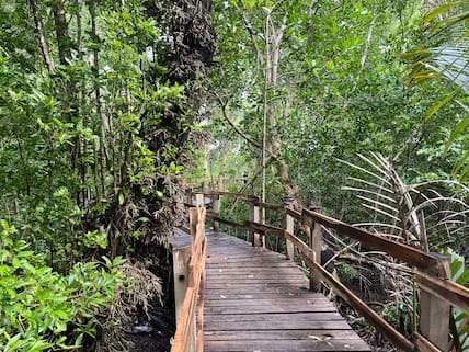 Die Tui Care Foundation hat im Rahmen des Aufforstungsprojekts Holzpfade und Aussichtspunkte in den Mangroven in der Bucht von Samaná errichten lassen.