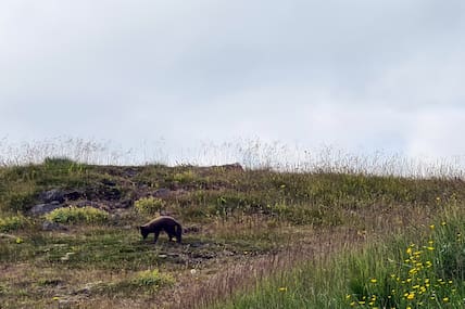 Auf Hornstrandir dürfen Polarfüchse anders als im Rest Islands nicht gejagt werden.