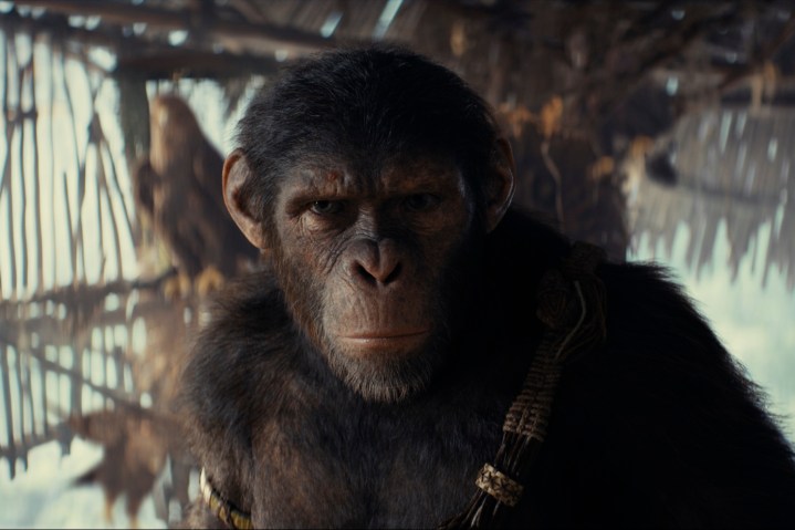 Noa stares ahead solemnly in Kingdom of the Planet of the Apes.