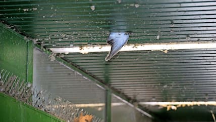 Die Metalldornen, die die Tauben vergrämen sollen, nützen kaum etwas, die Tauben nisten sich trotzdem in den Durchgängen zu den Hinterhöfen ein. Verendete Tiere verwesen unter der Deckenverkleidung.  