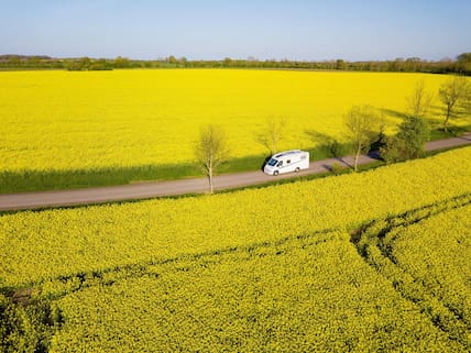 Ein Wohnmobil fährt auf einer Landstraße durch ein blühendes Rapsfeld.