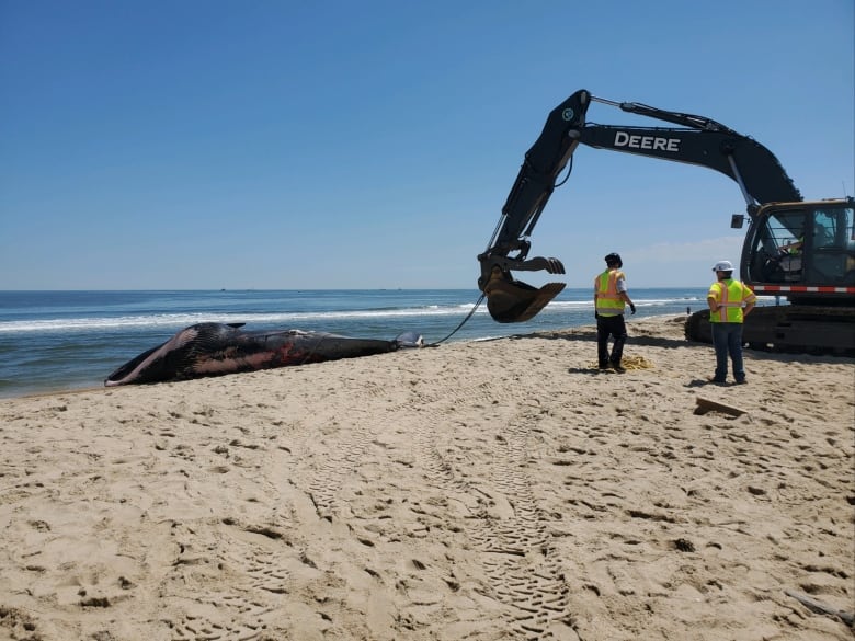 The body of a long whale lays on a beach with a rope around its tail connected to a the arm of a backhoe. Two people in yellow vests stand next the backhoe.