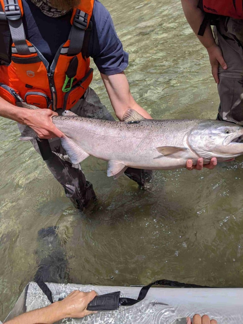 A person holds a chinook salmon as it gets radio tagged by Fisheries and Oceans Canada staff near Lytton, B.C. as part of efforts to monitor and count salmon after the 2019 Big Bar landslide in 2019.