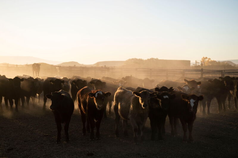 feedlot