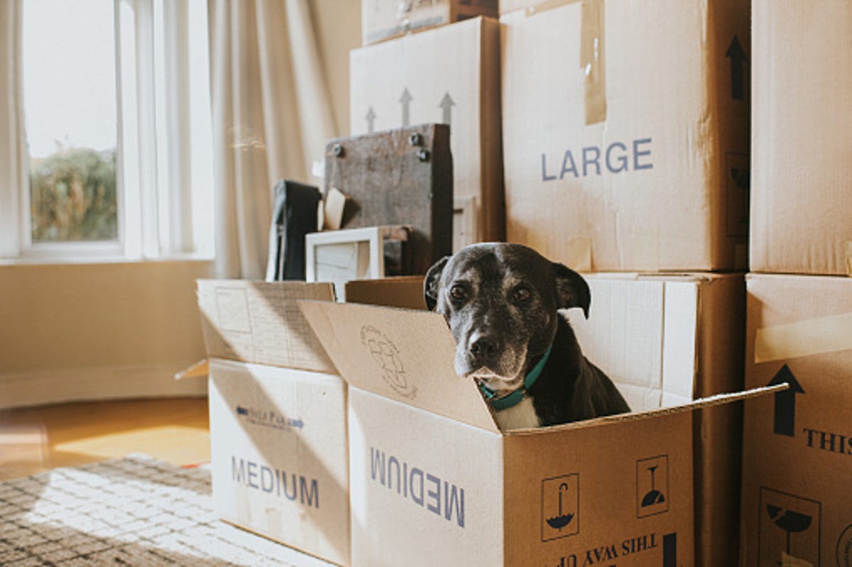 A dog sitting inside a moving box