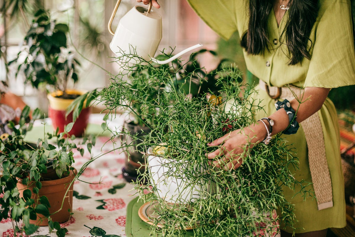 Person watering a plant