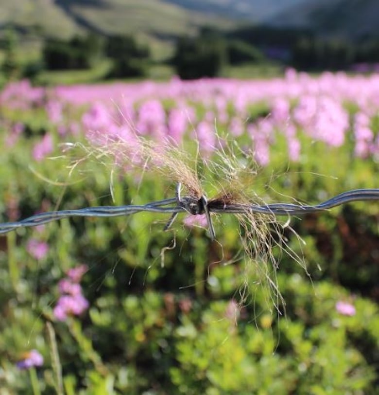 Hair dangles from some barbed wire. 