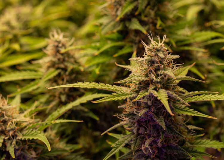 Indoor Marijuana bud under lights. Cola, Calyx, Trichome, and Pistil, and leaves are visible