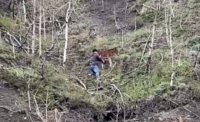 A man holds the back end of a foal on a steep cliffside. 