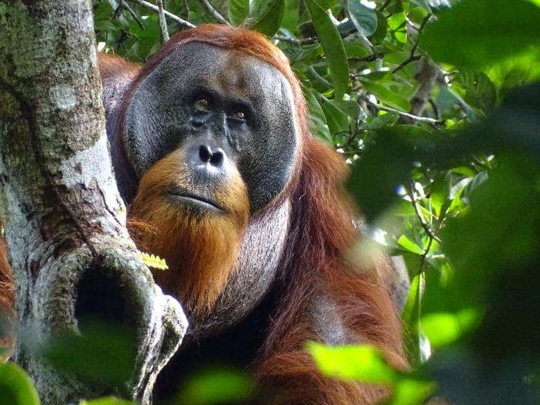 A big, flat-faced orangutan peeks from behind a tree branch