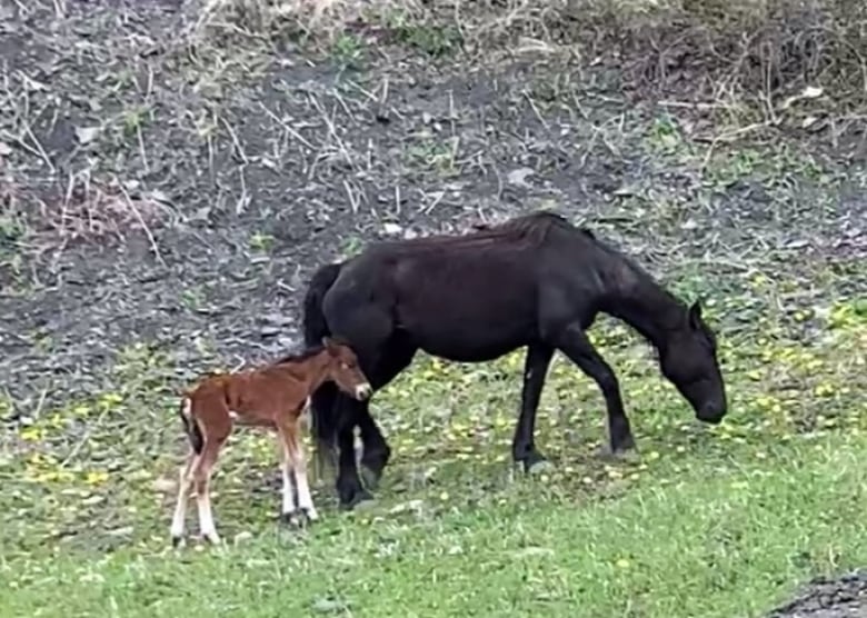 A foal stands behind its mother. 