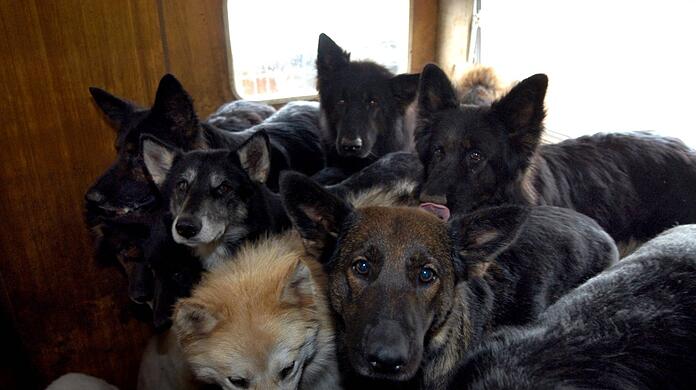 Mehrere verwahrloste Hunde leben in einem Raum.