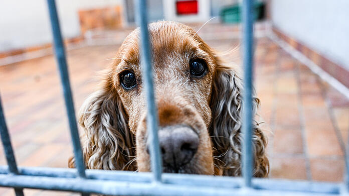 Viele Tierheime in Deutschland sind überlastet, auch in München ist die Lage angespannt. (Symbolbild)