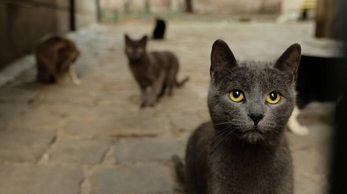 Straßenkatzen haben es schwer – auch in Bayern.