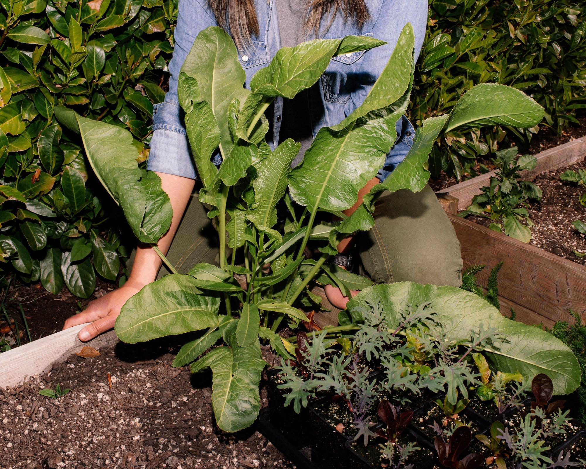 Horseradish is a cold-hardy perennial, shown here beside a tray of baby kale