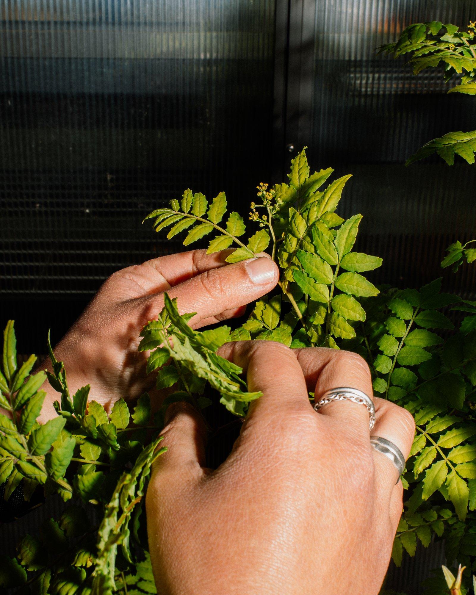 Sansho pepper, also known as Japanese prickly ash, produces grape-like peppers with a citrusy taste 