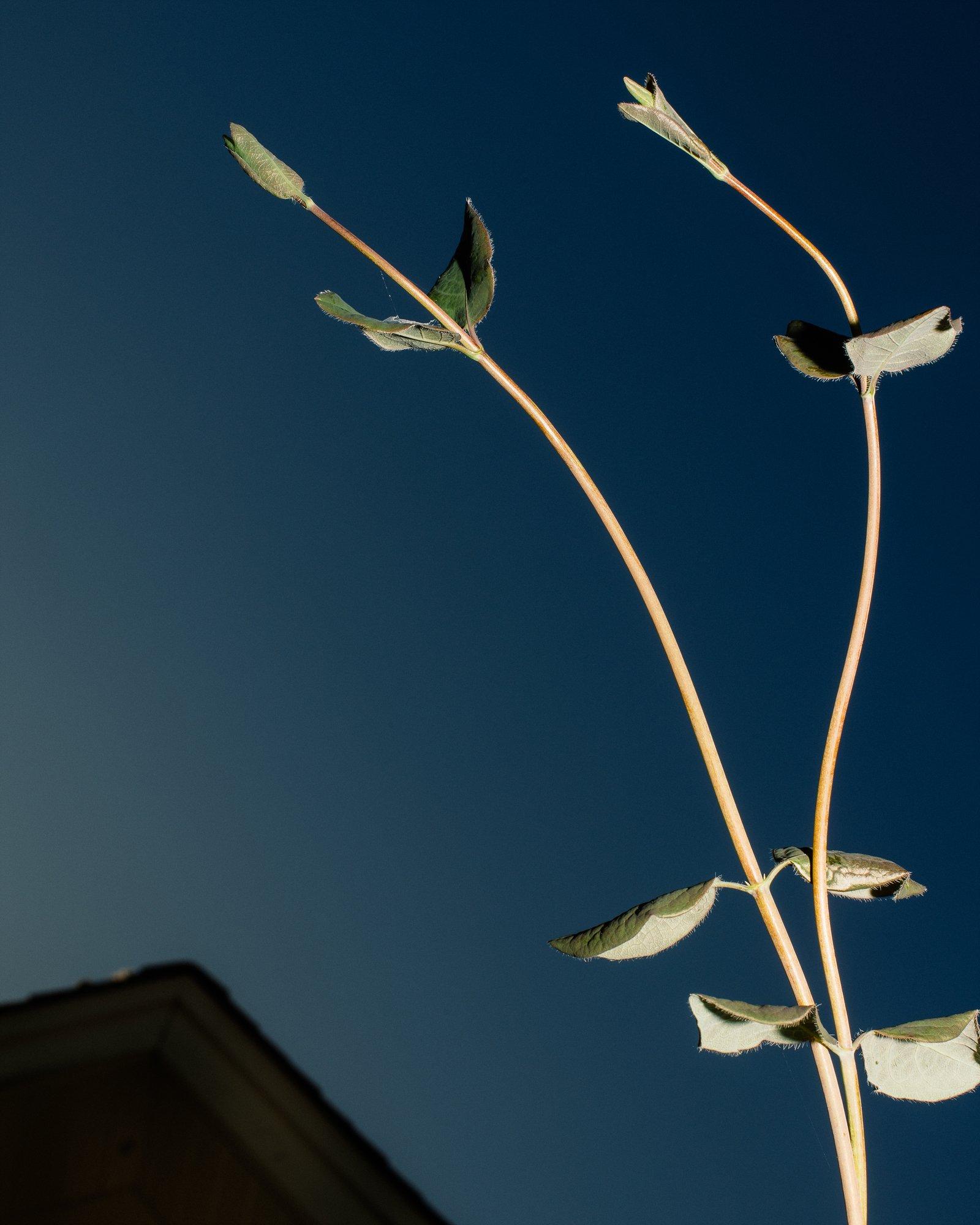 Western trumpet honeysuckle, native to the Pacific Northwest, produces trailing vines that can climb up to 18 feet 