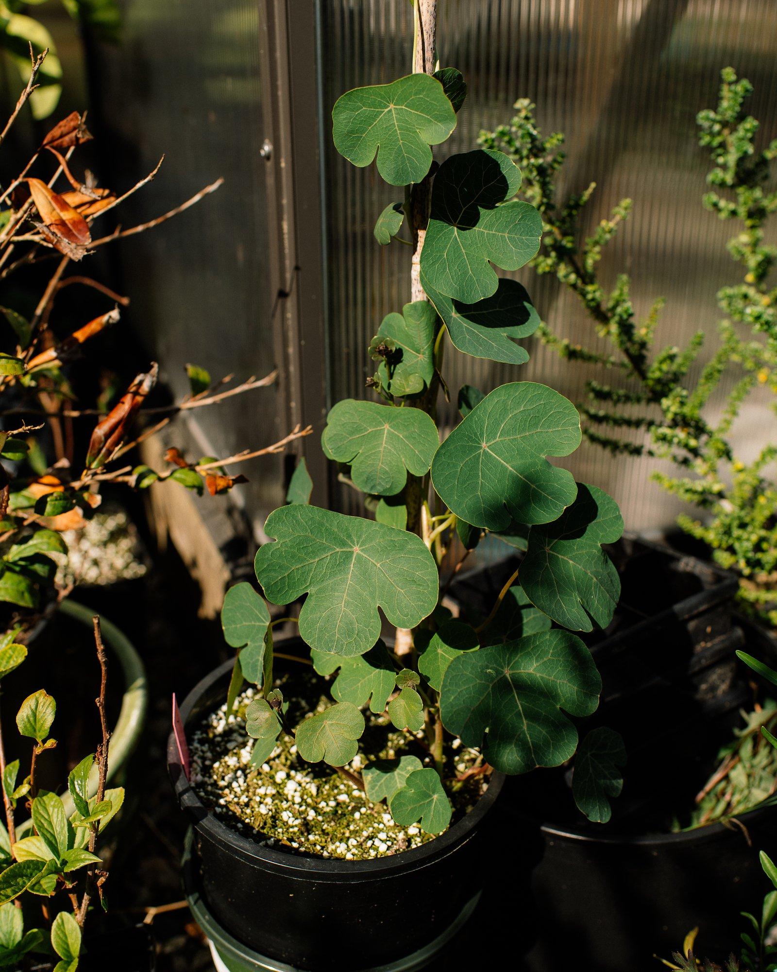 Mashua, a tuber native to the Andes mountains in South America, grows well close to the B.C. coast 