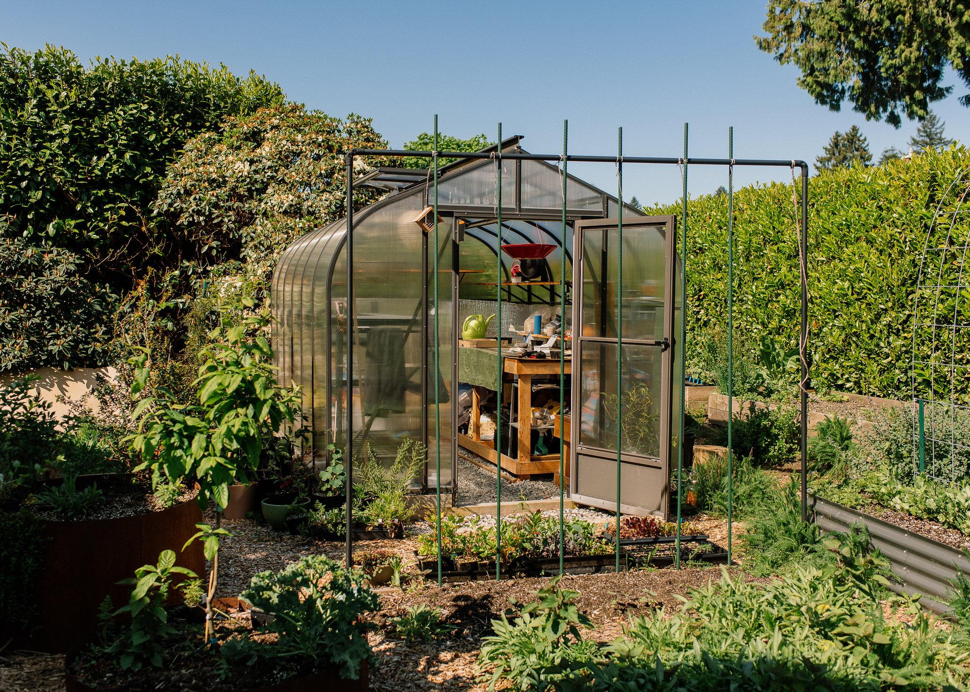 A tray of seedlings sits outside Christina's greenhouse. Behind it is a rhododendron bush, and to the right of it is a medlar shrub.