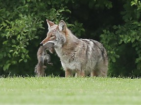 Coyote McCarthy Woods Ottawa