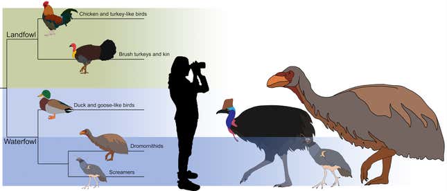 A graphic showing the placement of Genyornis among other birds and a size comparison with the cassowary and screamers.