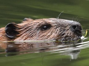 Beavers