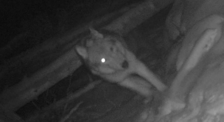 Screenshot from a wildlife came shows black and white image of a wolf in the snow, one eye glowing.