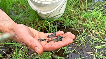 Die acht Wochen alten Rotbauchunken sind rund einen Zentimeter groß. Durch die Aufzucht in einer Station sind sie besonders groß und stark für ihr Alter und haben somit gute Überlebenschancen in freier Wildbahn.