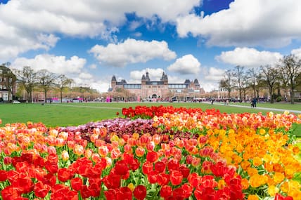 Rijksmuseum mit grünem Rasen und Tulpen in Amsterdam.