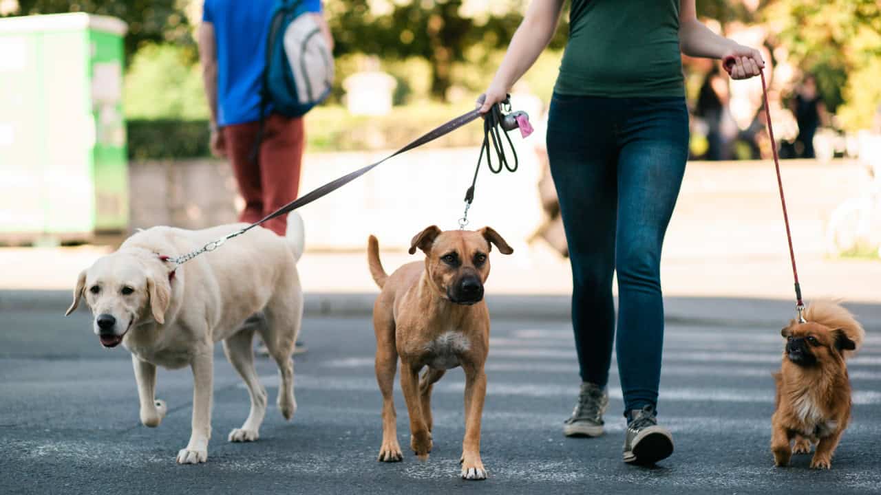 Dog walker crossing a street with dogs